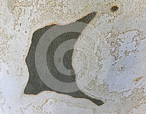 Maple tree bark background texture close up