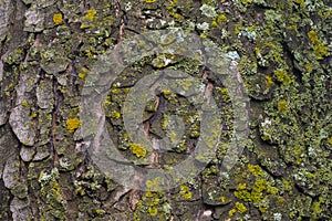 Maple tree bark with moss close up.