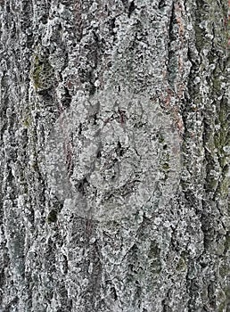 Maple tree bark. Tesstura bark