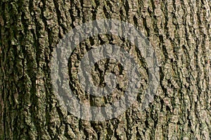 Maple bark texture background