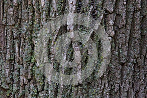 Maple Tree Bark Texture