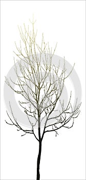 Maple tree multi colour vector image