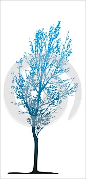 Maple tree multi colour vector image