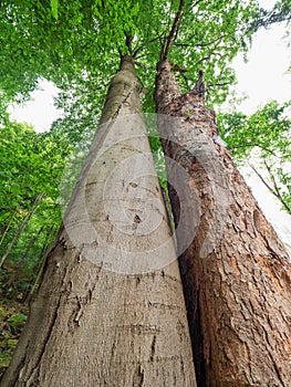 Maple tree and beech tree growth inside to each othe