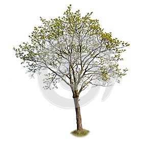 Maple tree, belonging to the family of Sapindaceae, isolated tree on white background