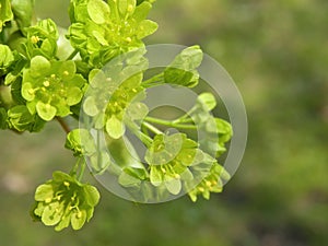 Maple tree blooms