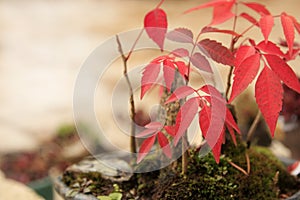 Maple tree Bonsai