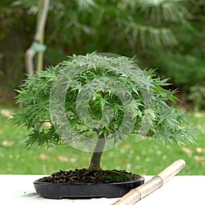 Maple tree bonsai in a pot and bamboo on a table in the garden