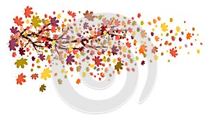 Maple tree branch with autumn colored leaves falling off/autumn foliage vector illustration on white background with space for tex