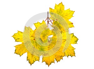 Maple tree branch with fall leaves isolated on white. Save work path.