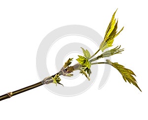 Maple tree branch with young green leaves. isolated on white