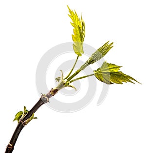 Maple tree branch with young green leaves. isolated on white