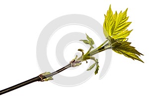 Maple tree branch with young green leaves. isolated on white