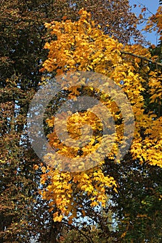 Maple tree branches with amber leaves in the background of branches of other deciduous trees and blue sky on a sunny October day i