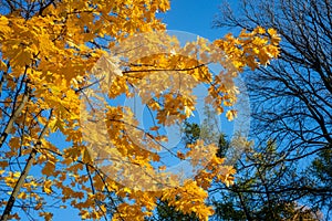 Maple tree branches with bright yellow foliage