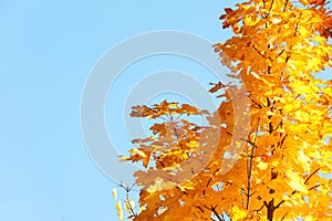 Maple tree branches with golden leaves against blue sky.