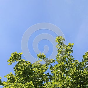 Maple tree branches with green leaves in sunny day outdoors on clear blue sky background. Copy space