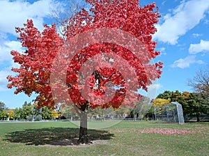 Maple tree in brilliant red fall color