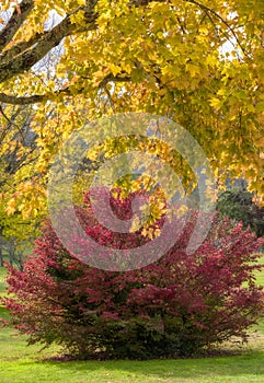 Maple Tree and Burning Bush