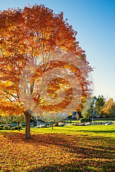 Maple tree with colorful autumn foliage at a park in New England