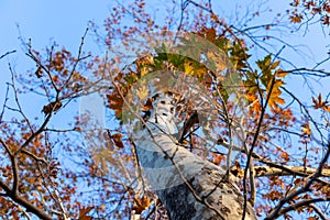 Maple tree colorful leaves in the park with blue sky background