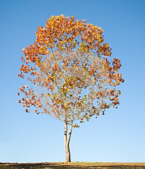 Maple Tree with Fall Foliage