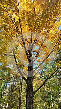 Maple tree fall foliage New England