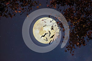 Maple tree in fall season and full moon with star