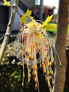 Maple tree flower