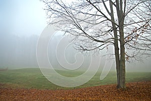Maple Tree in Fog