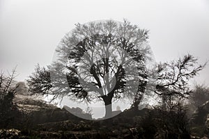 Maple tree in the fog, Torcal de Antequera