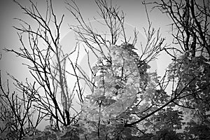 Maple tree foliage on the background of bare branches. Black and white. The concept of longing and depression