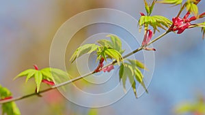 Maple Tree Foliage With Leaves And Flowers In Spring Against The Blue Sky. Close up.