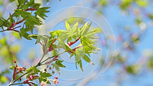 Maple Tree Foliage With Leaves And Flowers In Spring Against The Blue Sky. Close up.