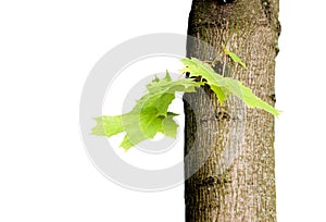 Maple tree with green leaves