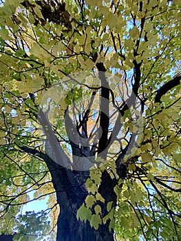 Maple tree in green, orange and yellowish leaves color in autumn fall with blue sky. Low angle photography.