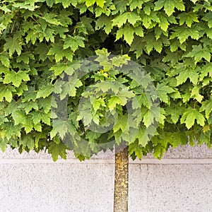 Maple tree growing on the pavement