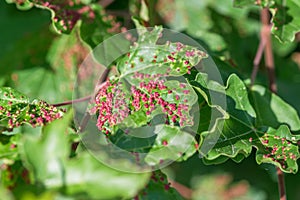 Maple tree infested with gall mites