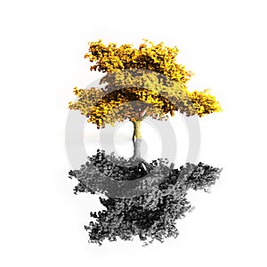 Maple tree isolated