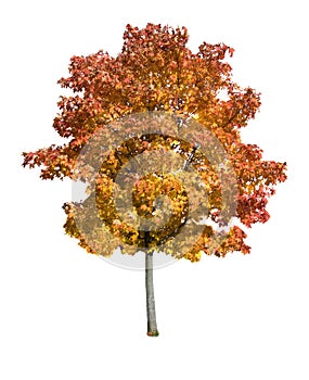 Maple tree isolated