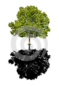 Árbol de arce un árbol 