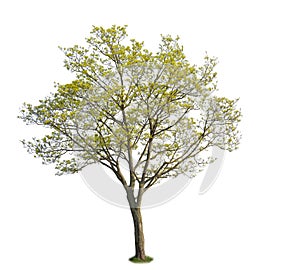 A maple tree isolated on white background