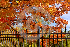 Maple tree in its colorful autumn glory.