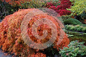 Maple tree in Japanese garden