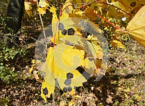 Maple tree leaf diseases. Tar black spot is one of the most readily visible and easiest maple diseases to diagnose photo