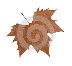Maple tree leaf