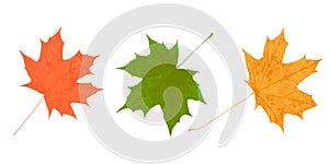 Maple tree leaf yellow green orange isolated on white illustration trace, autumn seasonal maple leaf for design