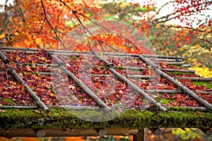 Maple tree leafs