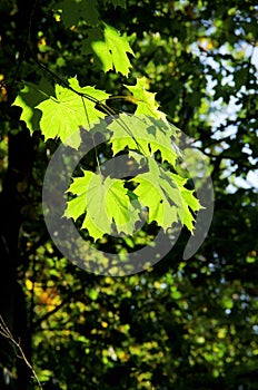 Maple tree leafs in the fall