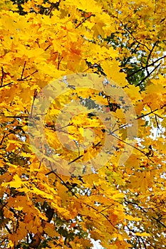 Maple tree leafs in warm autumn colors